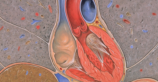 Medical Illustrations by Patrick Lynch, generated for multimedia teaching projects by the Yale University School of Medicine, Center for Advanced Instructional Media, 1987-2000.